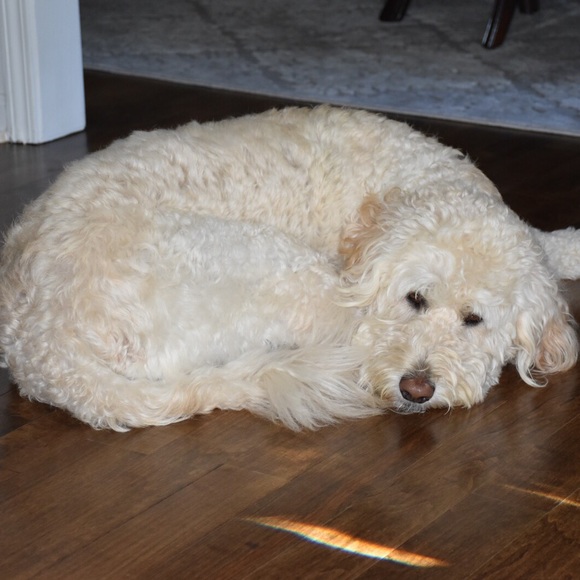 Meet your Posher, Alex & Anna - Picture 2 of 2